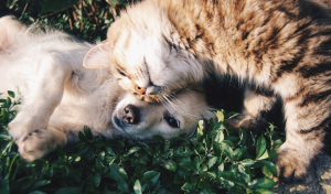 A dog and cat getting along 